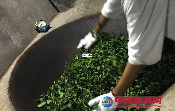 普洱茶杀青的必要性及其对茶叶品质和口感的影响