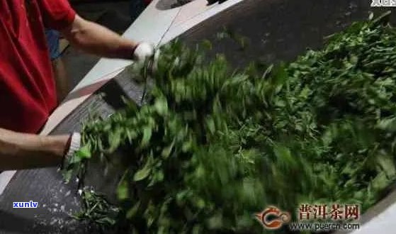 为什麼普洱茶要杀青才能喝：普洱茶杀青的目的和程度