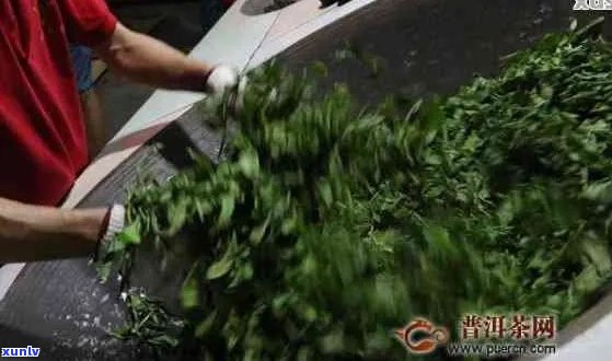 为什麼普洱茶要杀青才能喝：普洱茶杀青的目的和程度