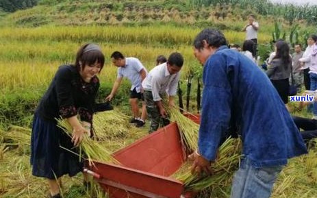 普洱茶颗粒状物质：真相揭秘与品饮体验