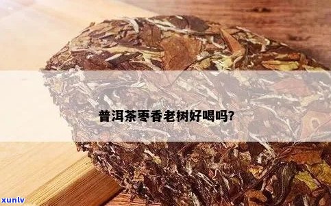 枣香普洱茶是好茶吗