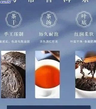 全方位了解普洱茶：驿站普洱茶的品种、品质、价格及购买指南