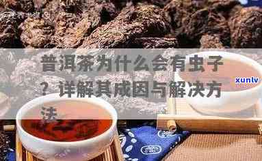 普洱茶中出现茶虫的原因是什么？如何避免与解决这个问题？