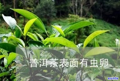 普洱茶树上的茶虫屎