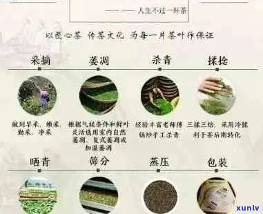 班章王茶的全方位价格解析：从产地到品种，全面了解茶叶价值