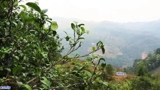 探究普洱茶六大茶山的独特魅力：产地、工艺与口感的完美融合