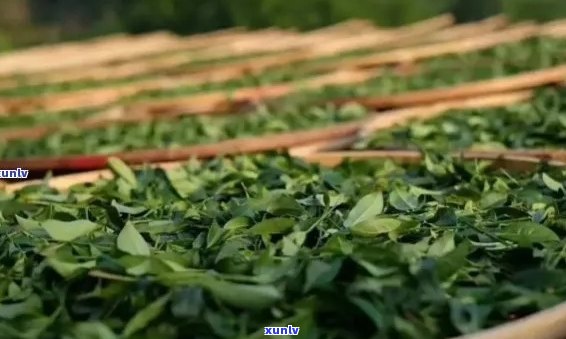 云南河县兆宗茶叶精制厂：从茶叶种植到精制全过程的全方位解析