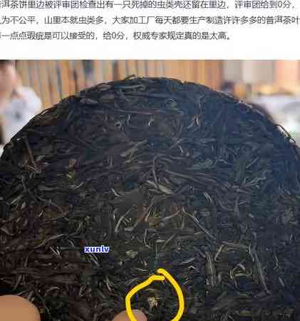 普洱茶长虫了怎么办啊还能喝吗？如何处理普洱茶长虫子？