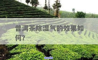 普洱茶的去湿气功效：科学解析与实际效果探究