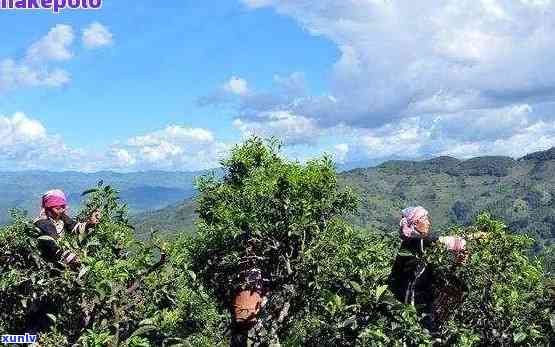 侨乡普洱木乃河：探索云南茶文化、自然风光与当地民俗的完美之旅