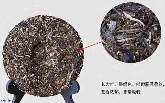 新 普洱茶体感之谜：科学解析其独特的口感和风味形成的深层原因