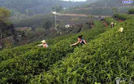 昭通普洱茶饼价格一览表：最新品种、品质及市场行情全解析