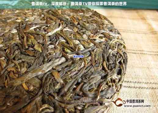 槚普洱茶：切忌不懂装懂，了解一下tv和普洱茶