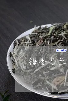 兰香和普洱茶的区别