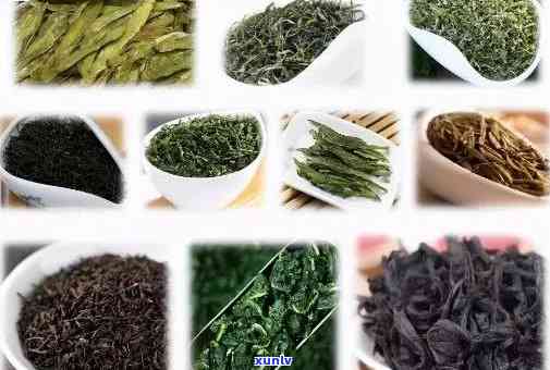 北方人喜爱的茶叶品种及其特点：了解你的茶饮选择