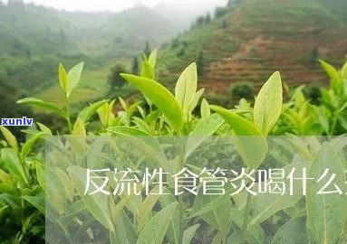 食管炎的茶饮治疗方案：哪些茶有益健？