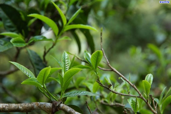 怎么样分解普洱茶饼