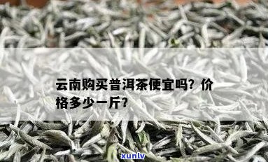 普洱白茶价格多少钱一斤：云南最新普洱白茶价格查询