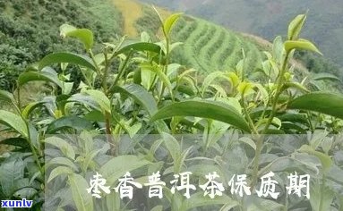 香枣普洱茶保期：多久不坏？