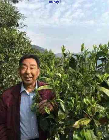 普洱茶名人何景成、王朝山及他们的历故事和金句