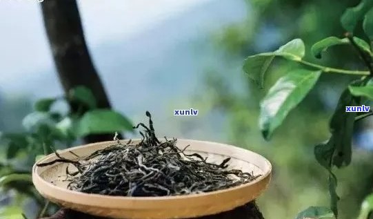 茶农自产普洱茶：品质与口感的完美结合，你会爱上它的吗？