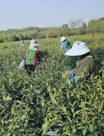 茶农的茶叶真实可靠，安全可买！