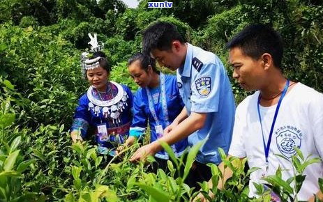 茶农是什么？如何成为一名合格的茶农？学这门技艺需要哪些知识和技能？