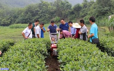 茶农：从茶叶种植到品质管理的全方位解析