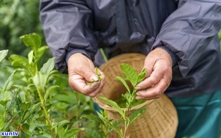 茶农卖茶真的吗？如何辨别真假茶叶？