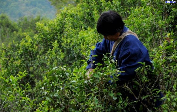 茶农的普洱茶怎么样