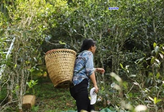 茶农的普洱茶怎么样