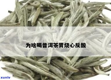 喝凉普洱茶胃里反酸