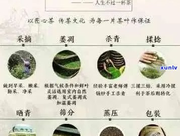 喝普洱茶的境界：不同等级的品味与体验