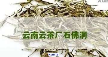 石佛洞普洱茶：品质、口感与收藏价值的全面解析