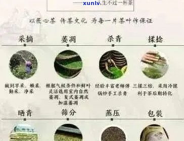 班章六星雀沱茶：品种、产地、 *** 工艺及品鉴 *** 的全面解析