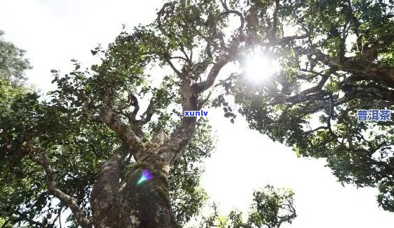 普洱茶树龄分类：刮风寨的独特视角与品质解析