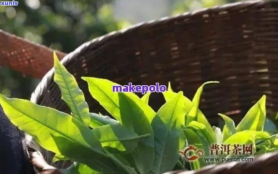 普洱茶名气：探索世界茶叶的魅力