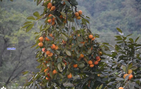 '涩是普洱茶的特点吗？普洱茶中的涩味形成原理及其影响'