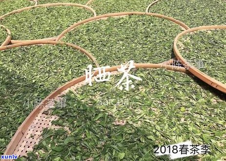 涩是普洱茶的特点吗