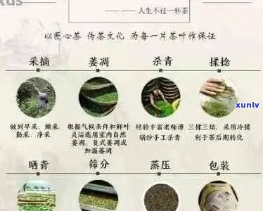 易武普洱茶 ***  *** ：如何泡出特色与功效并存的茶叶？