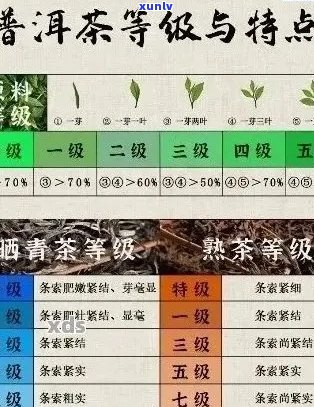 探索臻品古树普洱茶：品种、产地、口感、功效与泡法全方位解析