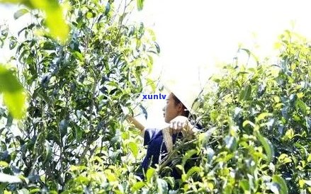 普洱茶春茶的采摘时间及特点：哪个月份是采摘节？