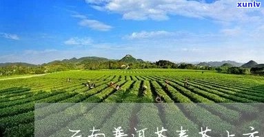 新 '云南普洱茶春茶精确上市时间预测，助你品鉴茶质时节'