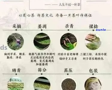 普洱春茶茶叶的全方位解析：特点、 *** 工艺及品饮 *** 