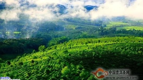 普洱茶的绿色魅力：探寻云南独特的茶文化与生态价值