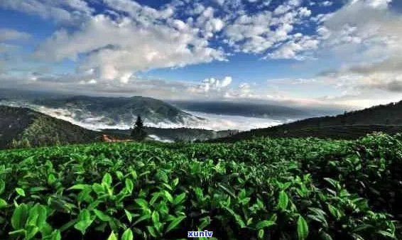 普洱茶的绿色魅力：探寻云南独特的茶文化与生态价值