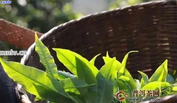 普洱茶的绿色魅力：探寻云南独特的茶文化与生态价值