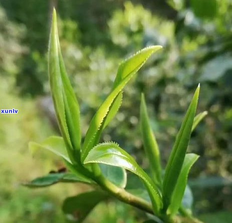 云南一年普洱茶产量