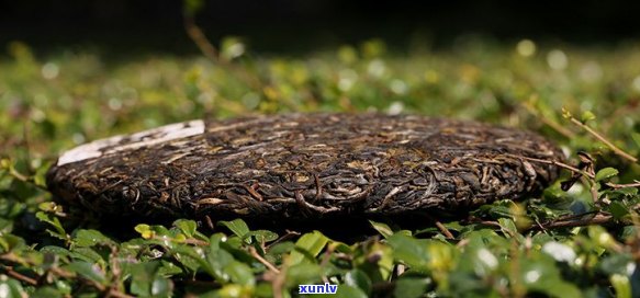 普洱茶饼松是真的吗