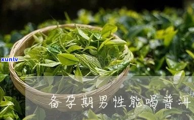 男士备孕期间可以喝普洱茶吗？